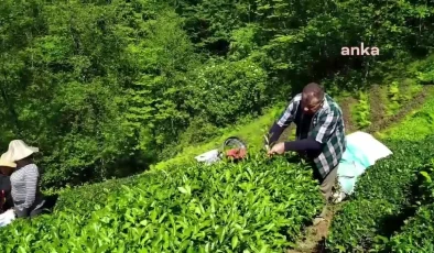 Rize’de Siyasi Parti ve Ziraat Odası Başkanlarından Çay Fiyatına Tepki