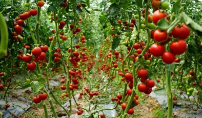 Samsun’da Üretilen Hastalığa ve Virüse Karşı Dayanıklı Melez Domatesler Üreticileri Memnun Ediyor