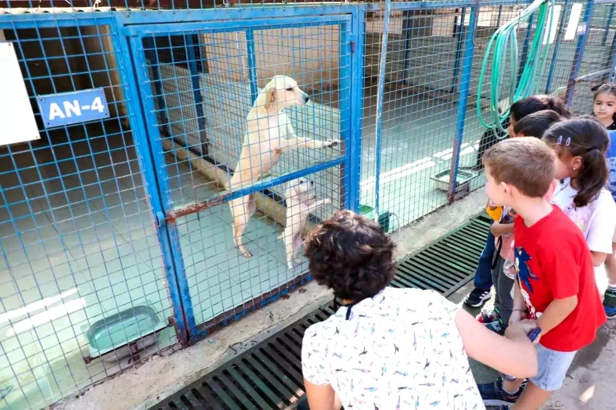 Bodrum’da Öğrenciler Patili Dostlarıyla Buluştu