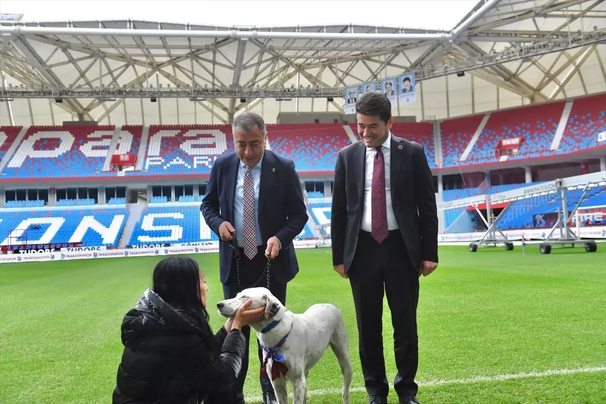 Trabzonspor, sahaya giren köpeği sahiplenerek yeni bir yuva verdi